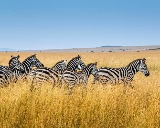 Un grupo anónimo de zebras
